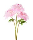 Three light pink peonies isolated on white background