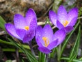 Three lilac crocus flowers with water drops