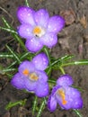 Three lilac crocus flowers with water drops