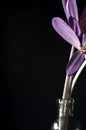 Three lilac crocuses in a glass jar with water