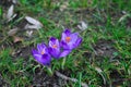 Three lilac crocuses on a Sunny spring day.