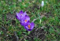 Three lilac crocuses on a Sunny spring day.