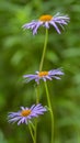 Three lilac flowers of a blue chamomile on a natural blurred background. Soft selective focus. Poster, wallpaper Royalty Free Stock Photo