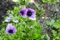 Three lilac poppy buds with dew drops on the garden bed