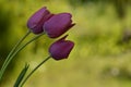 Three lilac tulips in nature on shallow deep of field in springtime