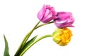 Three lilac and yellow spring flowers. Tulips isolated on white
