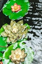 Three submerged lily pads with different flowers, growing from center of the lily pad Royalty Free Stock Photo