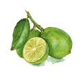 Three lime on a branch. . Watercolor