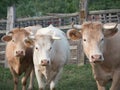 Three limousin mountain meat cows staring at camera. Royalty Free Stock Photo