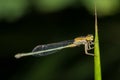 Three lined dartlet Damselfly Royalty Free Stock Photo