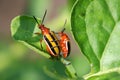 Three-lined Potato Beetle Royalty Free Stock Photo