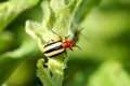 Three Lined Potato Beetle Royalty Free Stock Photo