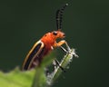 Three lined Potato Beetle (Lema daturaphila) perched on a leaf Royalty Free Stock Photo