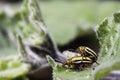 Three-lined potato beetles mating