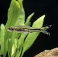 Three-Lined Rasbora Fish, rasbora trilineata Royalty Free Stock Photo