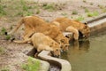 Three lion cubs drinking water Royalty Free Stock Photo