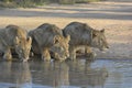 Three lions drinking from a pool of water, eyes lit up by sunlight and looking alert Royalty Free Stock Photo