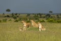 Three lioness and cub, Maasai Mara, Kenya, Africa Royalty Free Stock Photo