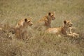 Three lionesses Royalty Free Stock Photo