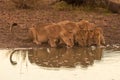 Three lionesses drink from pond with cub Royalty Free Stock Photo