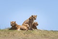 Three lionesses on a hillside watching cubs Royalty Free Stock Photo