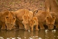 Three lionesses lie drinking water with cub Royalty Free Stock Photo