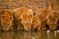 Three lionesses lie drinking water beside cub