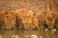 Three lionesses lie drinking water by cub