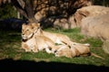 Three lionesses lie on the grass in the sun next to the rocks