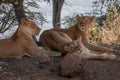 Three lionesses lie in shade under bush