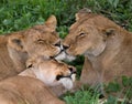 Three lionesses lie together. Kenya. Tanzania. Africa. Serengeti. Maasai Mara.