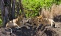 Three lionesses lie together. Kenya. Tanzania. Africa. Serengeti. Maasai Mara.