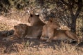 Three lionesses lie under bush in savannah