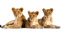 Three lionesses lying down side by side, looking directly ahead with a white background Royalty Free Stock Photo