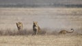 Three lionesses pursue an underground warthog Royalty Free Stock Photo