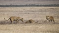 Three lionesses pursue an underground warthog Royalty Free Stock Photo