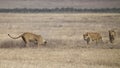 Three lionesses pursue an underground warthog Royalty Free Stock Photo