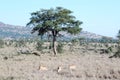 Three lionesses receding in dry grass from a tree