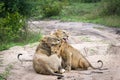 Three lionesses caressing each other