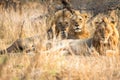 Three lions brothers at kruger