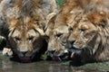 Three Lions Drinking Royalty Free Stock Photo