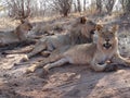 Three lions lying down Royalty Free Stock Photo