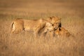 Three lions nuzzling one another in grass