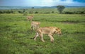 Three lions stalking through the plains of the Masaai Mara
