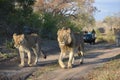 Three lions walking along a gravel road, followed by a safari vehicle. Royalty Free Stock Photo