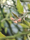 Three litte bird flower buds Royalty Free Stock Photo