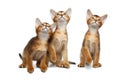 Three Little Abyssinian Kitten Sitting on Isolated White Background Royalty Free Stock Photo