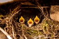 Three little beaks screaming in the nest