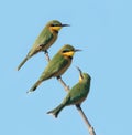 Three Little Bee eaters, Botswana Royalty Free Stock Photo