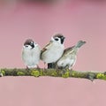 three little birds on a tree in the spring garden Royalty Free Stock Photo